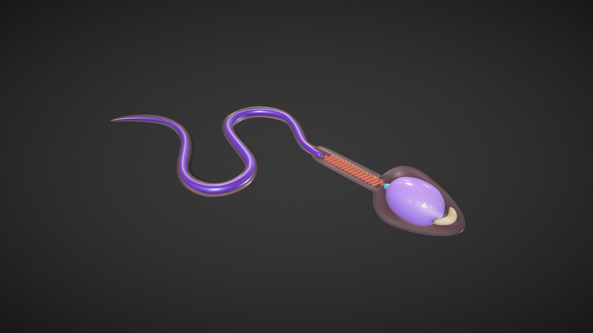 Sperm Cell Anatomy Buy Royalty Free 3D Model By Nima H3ydari96