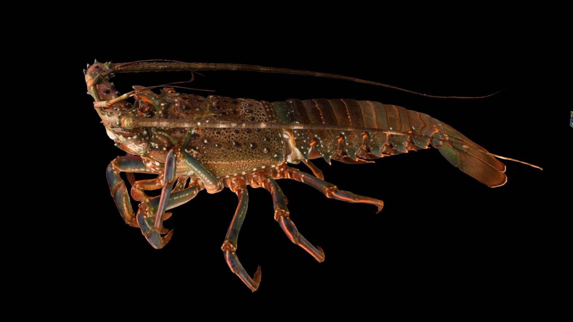 イセエビ Japanese Spiny Lobster P japonicus Download Free 3D model by