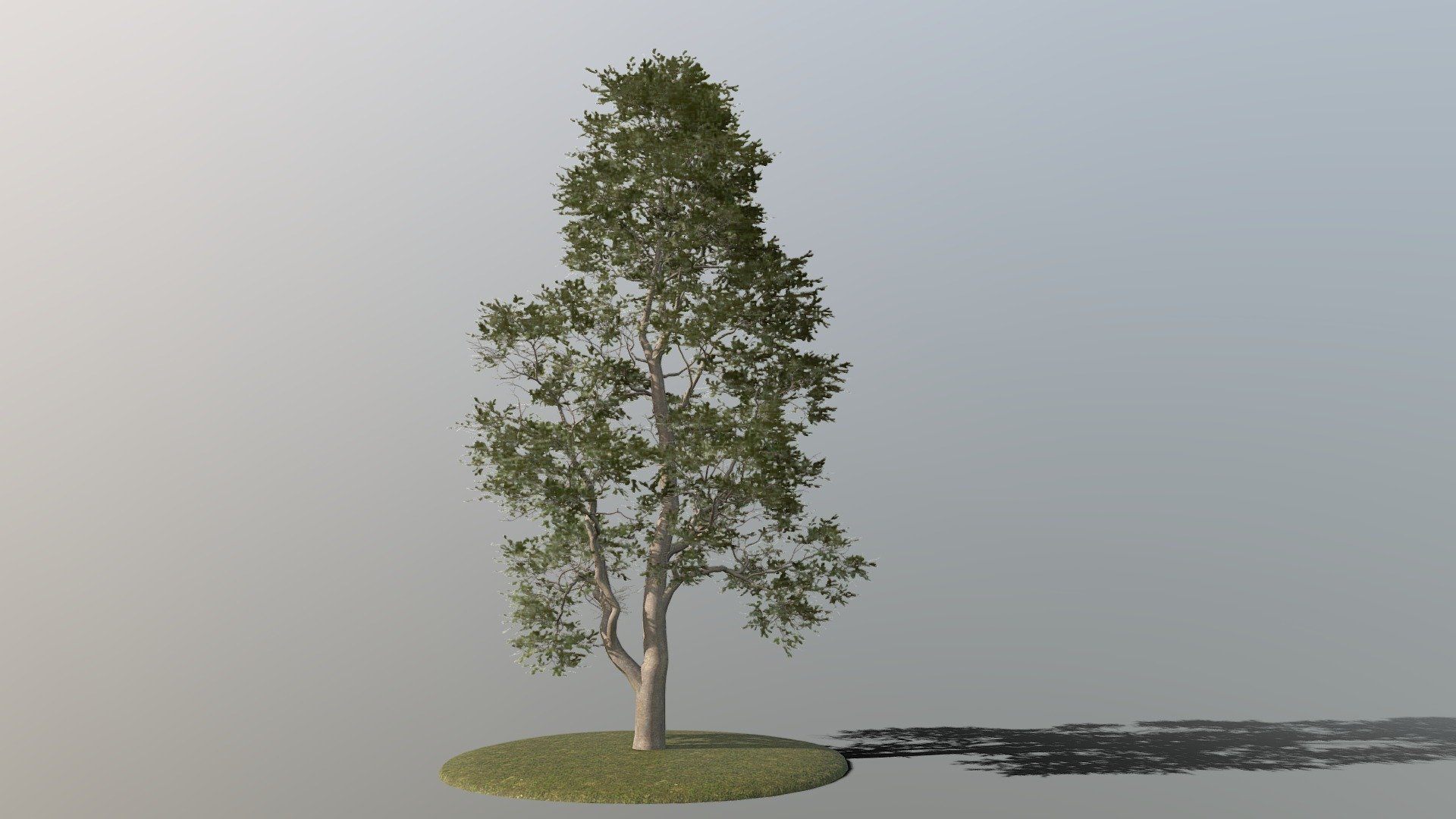 Beech Tree Buy Royalty Free D Model By Studio Lab Studiolab Dev