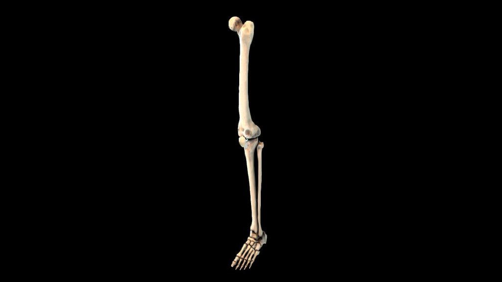 Leg Bone D Model By Gaia Tech Gaiatech Sketchfab