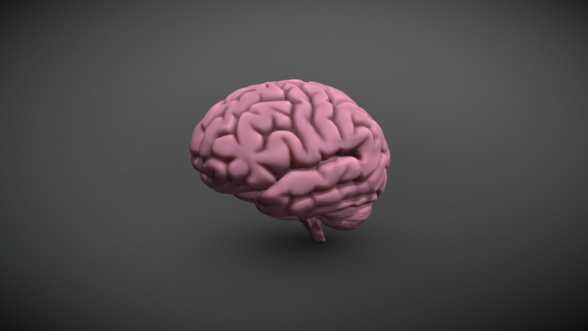 Cerebro D Model By Chopi C Bded Sketchfab