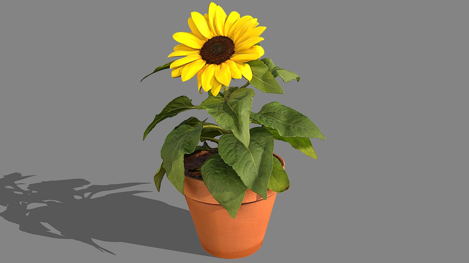 Dwarf Sunflower Buy Royalty Free 3D Model By Lassi Kaukonen