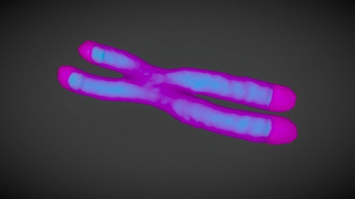 Chromosome D Models Sketchfab