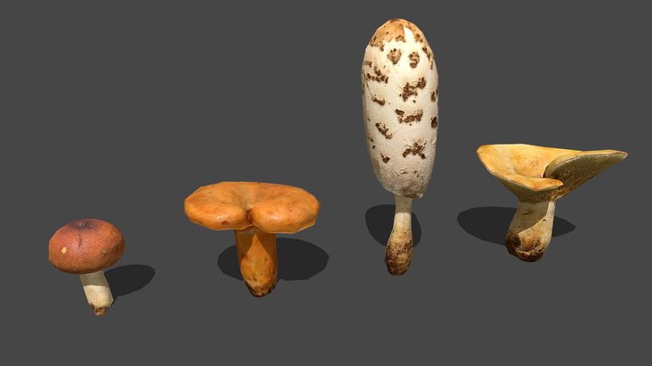 Fungus 3D Models Sketchfab