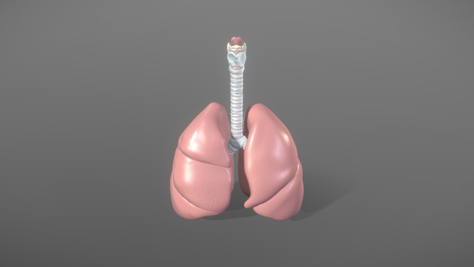 Human Lung Anatomy D Model By Adazo A A B Sketchfab