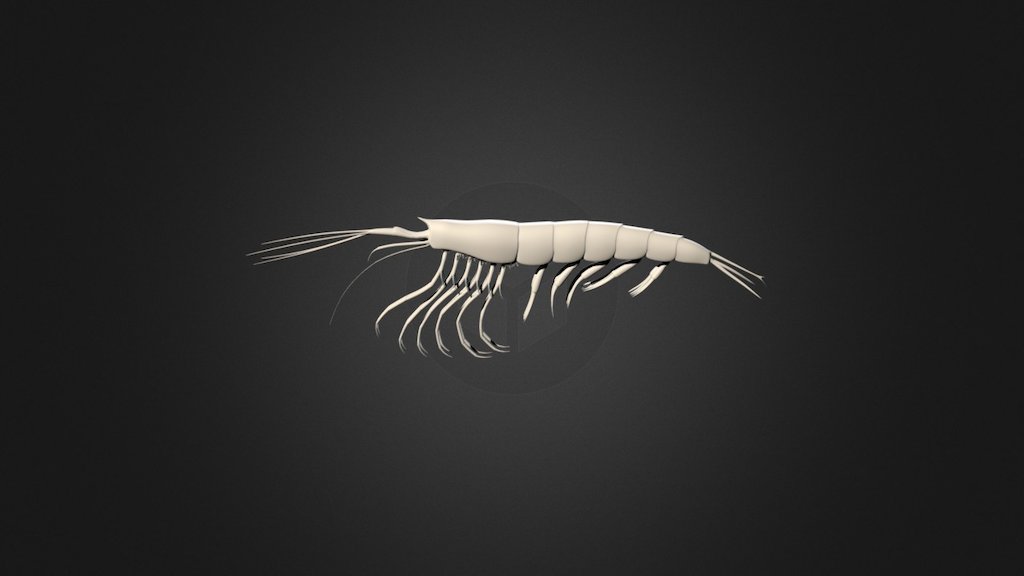 Krill 3D Model By Atomes Crochus Bd5ccd3 Sketchfab