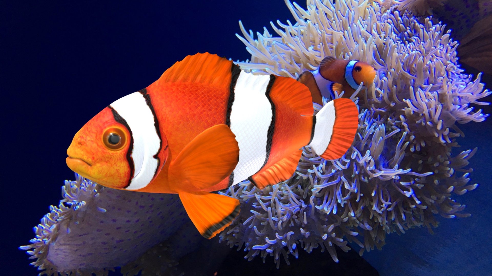 Orange Clownfish Amphiprion Percula D Model By Biozone C Eca