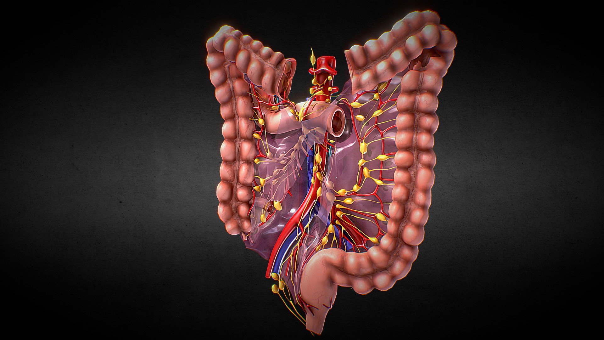 Intestino Grueso 3D Model By Legatobach Ce167ad Sketchfab