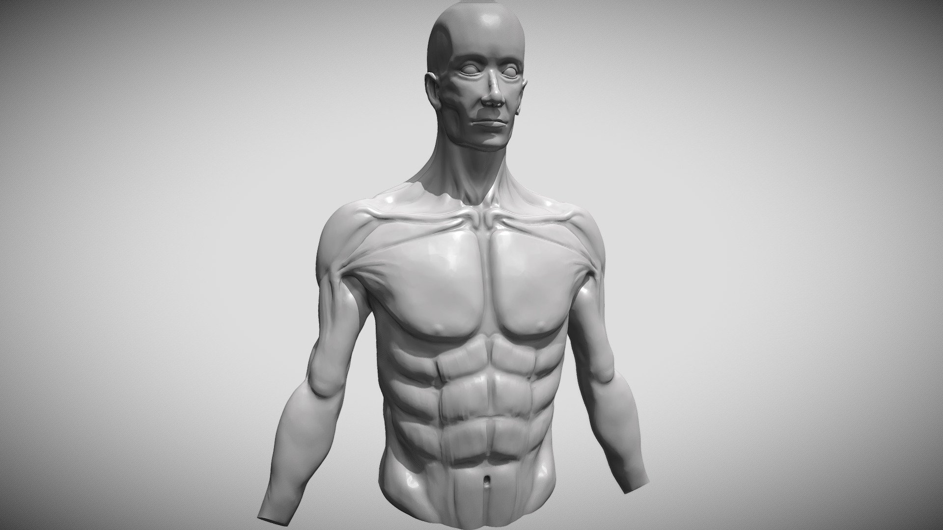 Sculpting Practice Male Anatomy Buy Royalty Free D Model By