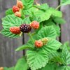 Avatar of Super Boysenberry