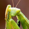 Avatar of Mantis