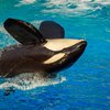 Avatar of Tessa_TheOrca.