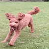 Avatar of hyperrobbo