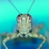 Avatar of smeyer02