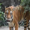 Avatar of Tadoba National Park