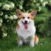 Avatar of CorgiGamingReal