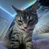 Avatar of ZFN