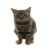 Avatar of misitomasitapendejos
