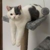 Avatar of longlivethecats