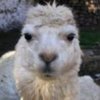 Avatar of pakapakoxxx
