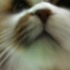 Avatar of funfune