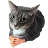 Avatar of Katrina Engelharta