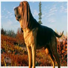 Avatar of Game-animal ripper