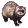 Avatar of DaisyXeno