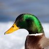 Avatar of DonaldDuck1