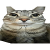 Avatar of Cat