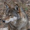 Avatar of 3edwolf