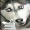 Avatar of wtfk9527