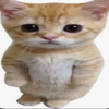 Avatar of ElgatoCar