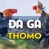 Avatar of Đá gà Thomo