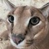 Avatar of cutieyousie
