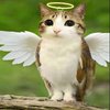 Avatar of Meowl