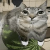 Avatar of Melon cat