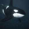 Avatar of killerwhale6