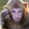 Avatar of Primalinc