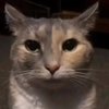 Avatar of 365329241008-st