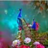Avatar of Dibya.Dibyaranjan