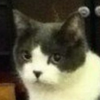 Avatar of pondis