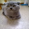 Avatar of Popatika