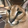 Avatar of Ddemonred1