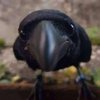 Avatar of TrashCompactorLover221