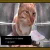 Avatar of The_cat