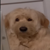 Avatar of heidi.lvjy