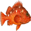 Avatar of animalica