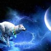 Avatar of iluvfoxes i my discord