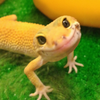 Avatar of Gecko_Gamer
